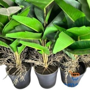 Pot de Fleur cocotier