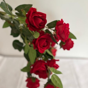 Tige de Rose avec plusieurs branches